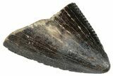 Serrated Tyrannosaur Tooth Tip - Judith River Formation #263835-1